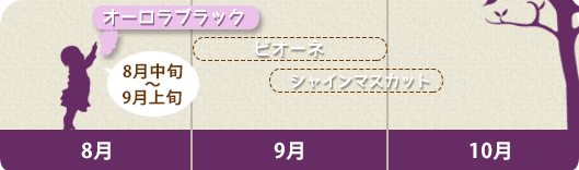 収穫オーロラ